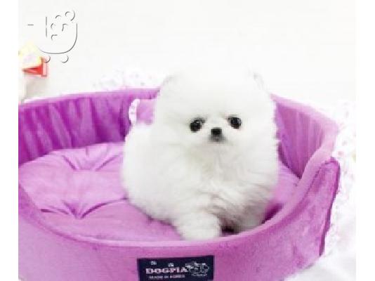 PoulaTo: Αξιολάτρευτο Pomeranian Κουτάβια Έτοιμο