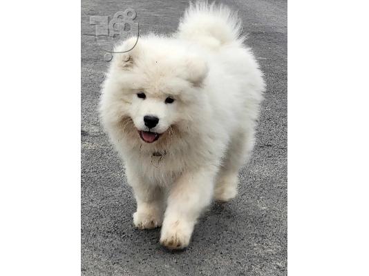 Samoyed κουτάβια προς πώληση