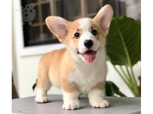 PoulaTo: Mooie Pembroke Welsh Corgi-puppy's voor een goed huis