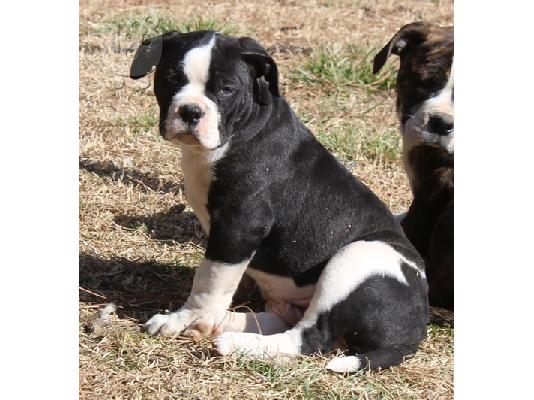 PoulaTo: Bull Terrier Male and Female Tricolor