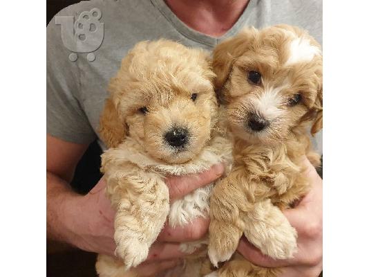 PoulaTo: Maltipoo Puppies for sale