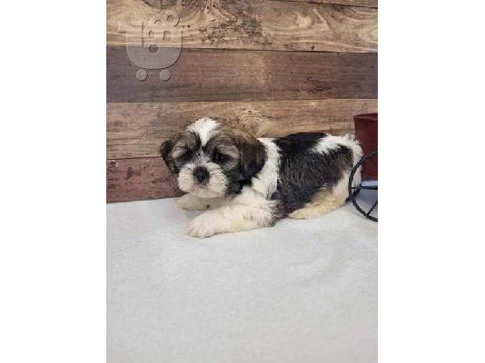 PoulaTo: Πωλείται κουτάβι Lhasa Apso