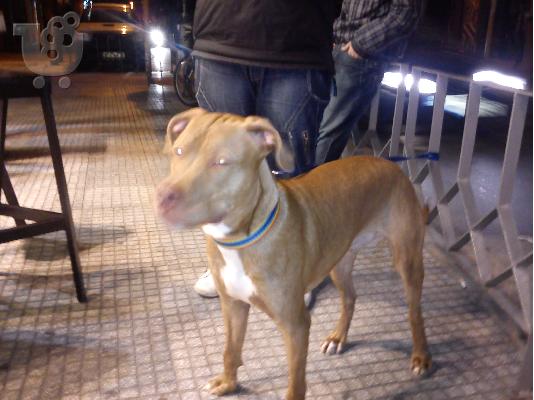 Pwlountai koutavia pitbull Thessaloniki !!!