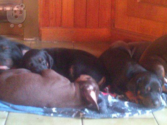 Doberman