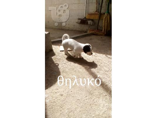 Κουταβάκια Γκριφον-Κανίς