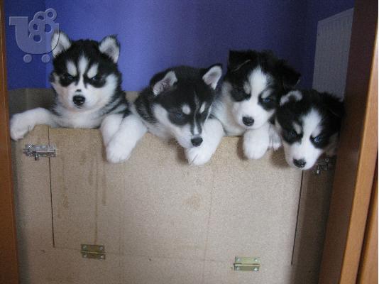 PoulaTo: Πωλούνται siberian husky κουτάβια