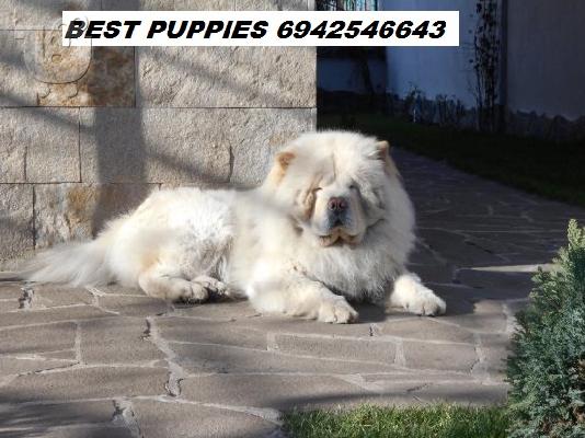 CHOW CHOW