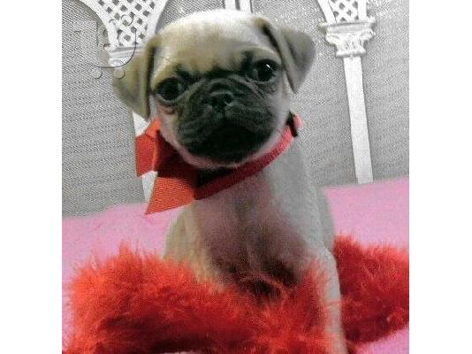 PoulaTo: Ελκυστικά κουτάβια Pug
