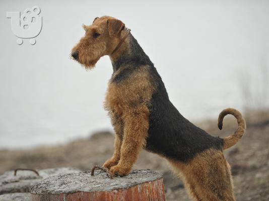 Airedale terrier puppies for sale