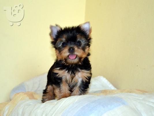 Πανέμορφα, Υγιέστατα κουταβάκια Yorkshire