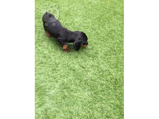DACHSHUND