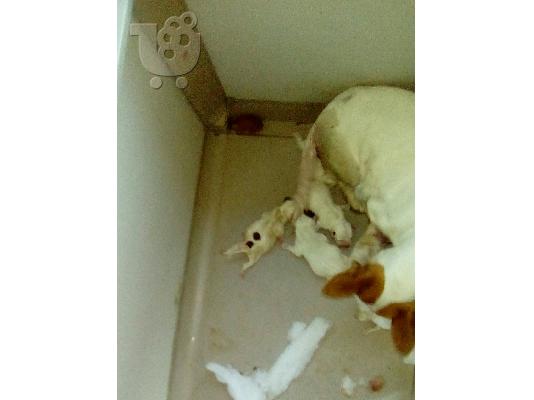 Πωλείται τζακ ρασελ