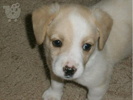 PoulaTo: Κουταβακι 1.5 μηνα χαριζεται