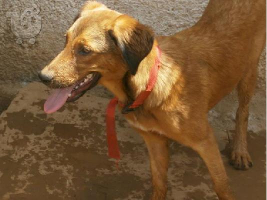 PoulaTo: Νεαρη σκυλιτσα χαριζεται