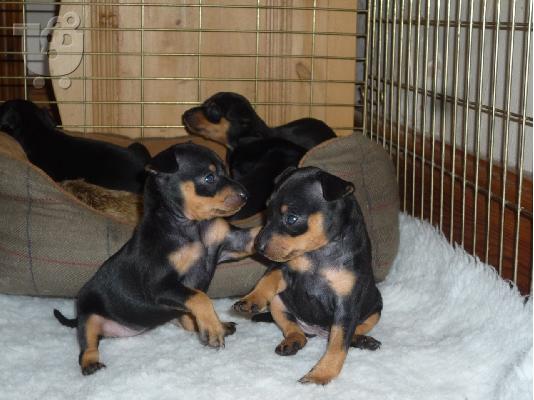 PoulaTo: Mini Pinscher