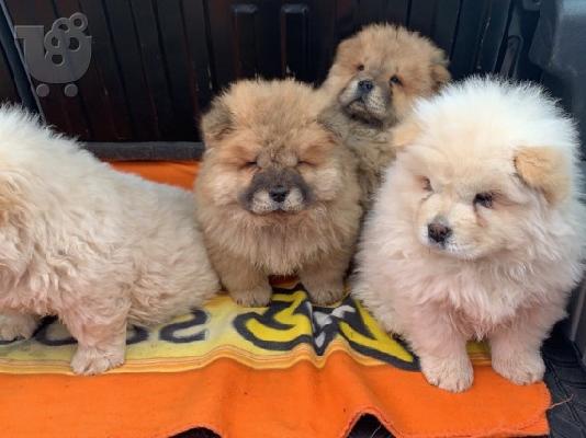 chow chow προς πώληση.