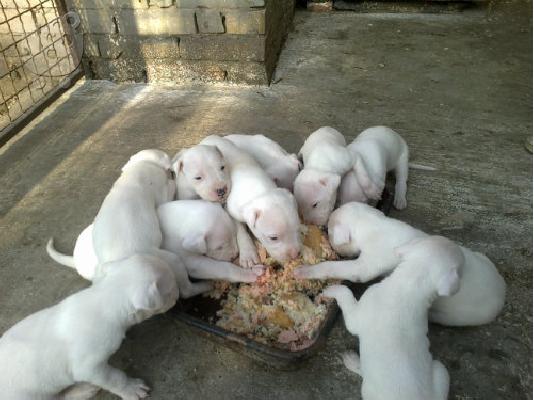PoulaTo: DOGO ARGENTINO