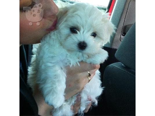 PoulaTo: Maltipoo