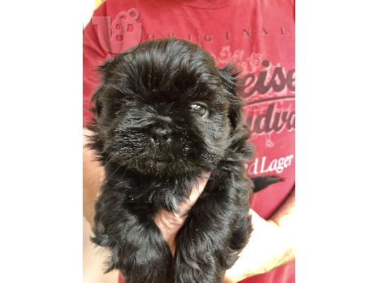 Χαριτωμένα κουτάβια Shih Tzu προς πώληση