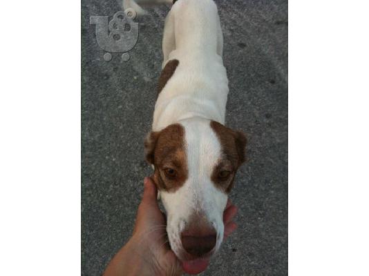 Σκυλιτσα χαριζεται