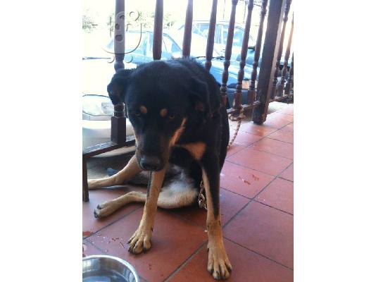 Νεαρη σκυλιτσα χαριζεται