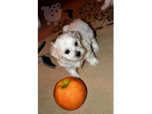 MALTESE Toy καθαροαιμα κουταβακια 6940048695 αθηνα θεσσαλονικη κρητη...