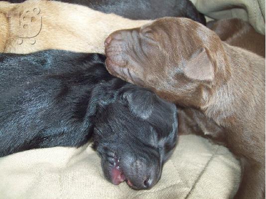 Νεογεννητα κουταβακια αναζητουν οικογενειες