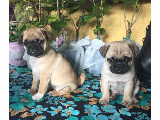 PoulaTo: Διαθέσιμα κουτάβια Pugs