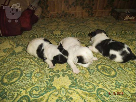 PoulaTo: Πεκινουά-330 euro REAL FOTO!