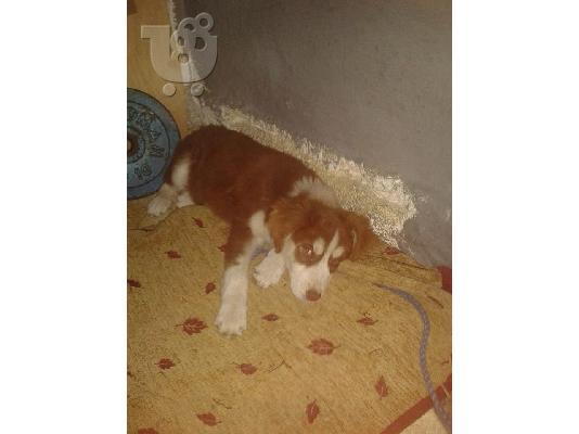 Κουταβακι χαριζεται