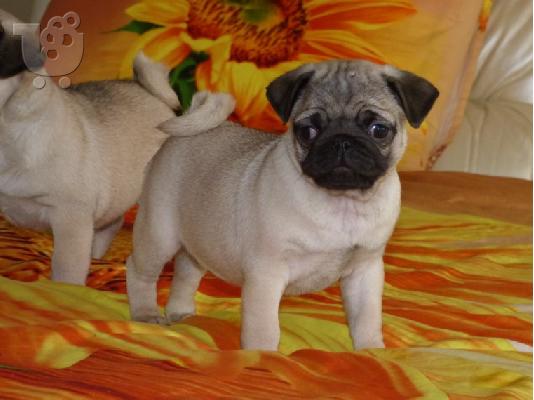PoulaTo: Ειδικά μικρά Pug κουτάβια