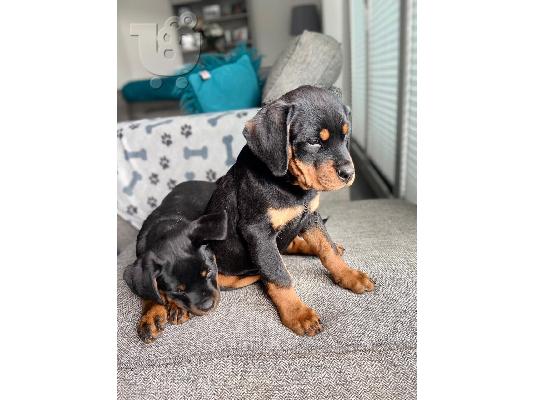 Κουτάβια Rottweiler, έτοιμα να φύγουν τώρα, μόνο 2 αγόρια...