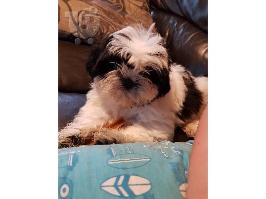 PoulaTo: Όμορφα αυτοκρατορικά κουτάβια Shih Tzu για υιοθεσία