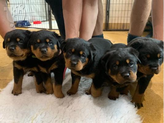 Κουτάβια Rottweiler, έτοιμα να φύγουν τώρα, μόνο 2 αγόρια...