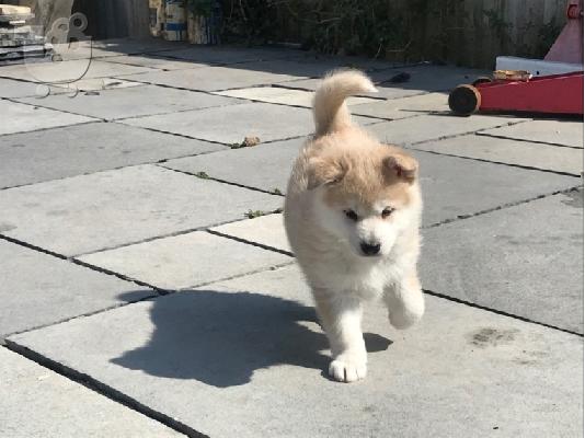 PoulaTo: Κουτάβια Pomsky