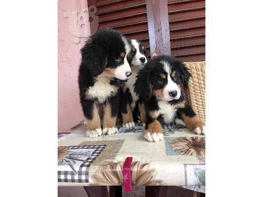Κουτάβια Bernese Mountain Dog