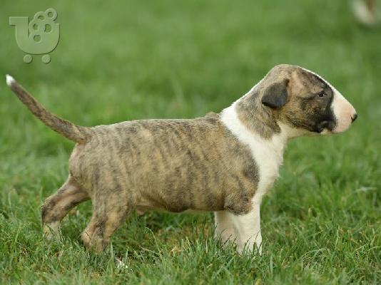 Bull Terrier κουτάβια