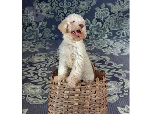 Lagotto Romagnolo κουτάβια