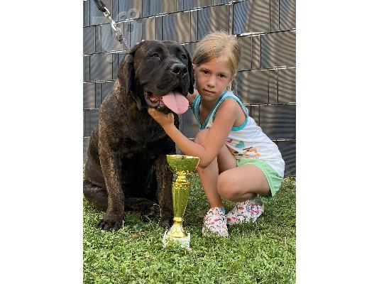 Νοτιοαφρικανικό Mastiff- Boerboel κουτάβια