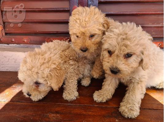 Labradoodle κουτάβια