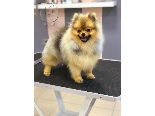 Pomeranian Spitz