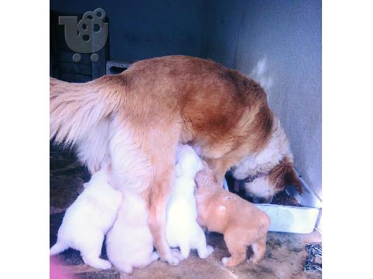 ΧΑΡΙΖΟΝΤΑΙ ΗΜΙΑΙΜΑ ΚΟΥΤΑΒΑΚΙΑ