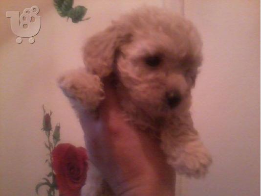 PoulaTo: Κανις TOYS!