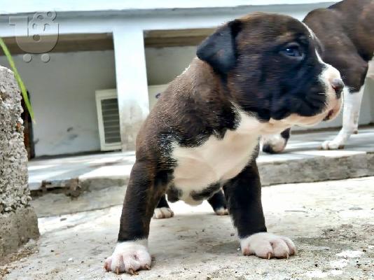 American staffordshire terrier απο τα καλυτερα αιματα 6979314054