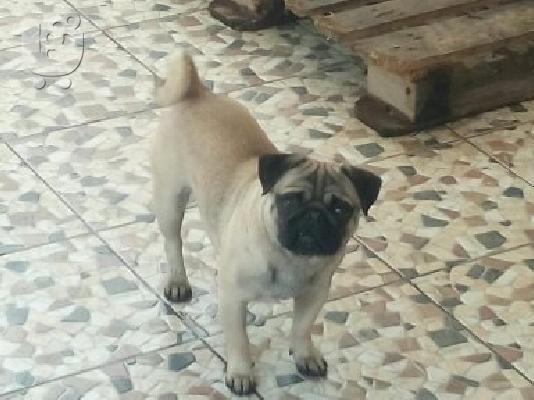 PoulaTo: pug θηλυκο 11 μηνων κ αρσενικο 2,5 ετων