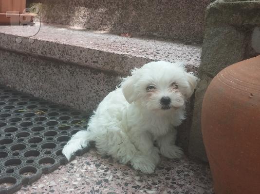 Μικρόσωμο μαλτέζακι