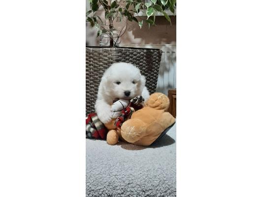PoulaTo: Samoyed κουτάβια προς πώληση