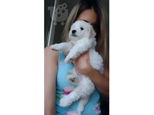 Bichon Frize κουτάβια