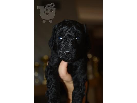 PoulaTo: Γαλλικό TOY Poodle