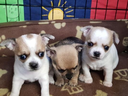 AKC Chihuahua Puppies